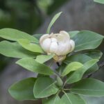 20210526HRMagnoliaBlooms01