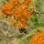 20210627HRButterflyWeed03