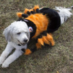 20211031HRPetParade026Benny03