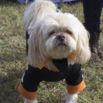 20211031HRPetParade036Buster17