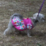 20211031HRPetParade223