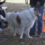 20211031HRPetParade227
