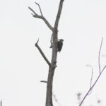 20220410HRSpringFestival003PileatedWoodpecker