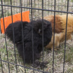 20220410HRSpringFestival007ChickenAndRoaster