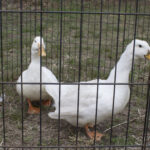 20220410HRSpringFestival007Ducks