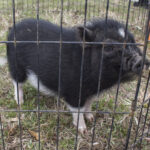 20220410HRSpringFestival008MiniaturePotBellyPig