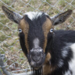 20220410HRSpringFestival010BlueEyesGoat