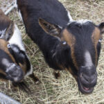 20220410HRSpringFestival011BlueEyesGoats