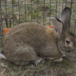 20220410HRSpringFestival012Bunny