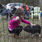 20220410HRSpringFestival018PettingMiniaturePotBellyPig