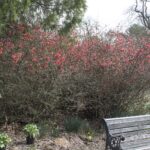 20220410HRSpringFestival025FloweringQuince