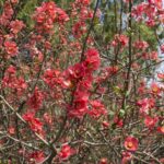 20220410HRSpringFestival026FloweringQuince
