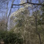 20220410HRSpringFestival029StarMagnolia