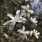 20220410HRSpringFestival030StarMagnolia