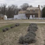 20220410HRSpringFestival031Lavender