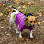 20221030HRPetParade025ParadeFrankenweenie