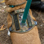 20221030HRPetParade036ParadeRangerTucker