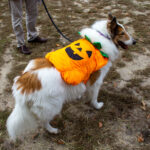 20221030HRPetParade104ContestantsAva