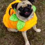 20221030HRPetParade119ContestantsHazel