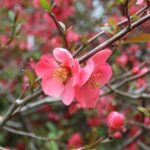 20230402HREarlySpringBloomsQuince2