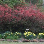 20230402HREarlySpringBloomsQuinceDaffodils (2)