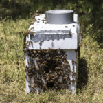 Bee Swarm 2020-05-13