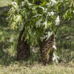 Bee Swarm 2020-05-13 2