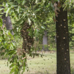 Bee Swarm 2020-05-21 2