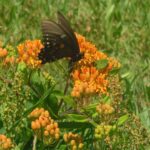 Butterfly Weed 2
