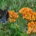 Butterfly Weed 3