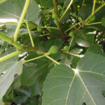 ForgottenTask 2013 Figs