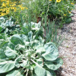 ForgottenTask 2013 KitchenGarden 6