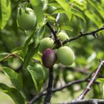 HR 2018-06-06 Chickasaw Plums