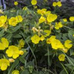 HR 2018-06-06 Door Step Garden 7