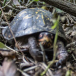 HR 2018-06-06 Turtle 03