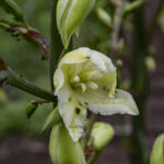 HR 2018-06-10 FlagDay 002