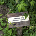 HR 2018-06-10 FlagDay 003 Hops Sign