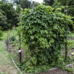 HR 2018-06-10 FlagDay 004 Hops