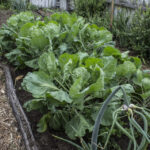 HR 2018-06-10 FlagDay 006 Kitchen Garden