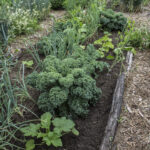 HR 2018-06-10 FlagDay 007 Kitchen Garden