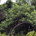 HR 2018-06-10 FlagDay 010 Magnolia Blooms