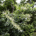 HR 2018-06-10 FlagDay 012 Chestnut Tree