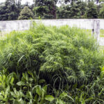 HR 2018-06-10 FlagDay 015 Door Step Garden