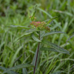 HR 2018-06-10 FlagDay 026 Butterfly Weed