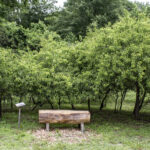 HR 2018-06-10 FlagDay 027 Chickasaw Plums