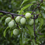 HR 2018-06-10 FlagDay 029 Chickasaw Plums