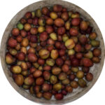 HR 2018-06-10 FlagDay 031 Chickasaw Plums