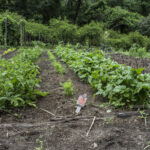 HR 2018-06-10 FlagDay 032 Lower Garden