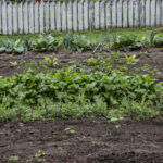 HR 2018-06-10 FlagDay 034 Lower Garden