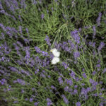 HR 2018-06-10 FlagDay 036 Lavender Butterfly